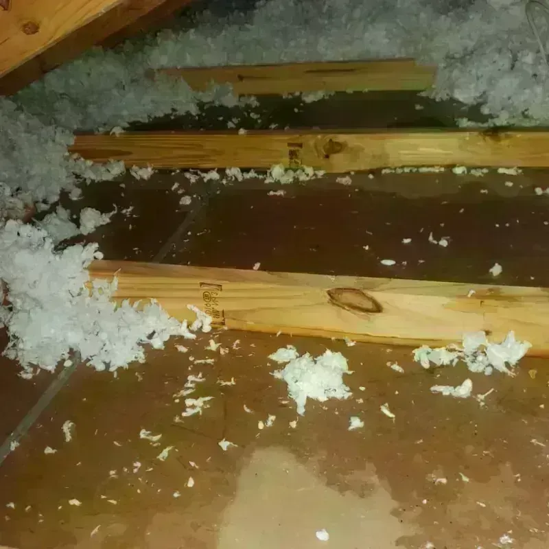 Attic Water Damage in Traverse County, MN