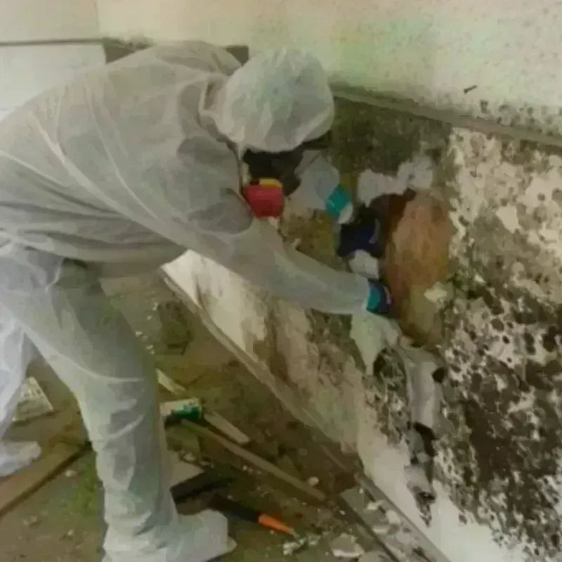 Mold Remediation and Removal in Traverse County, MN